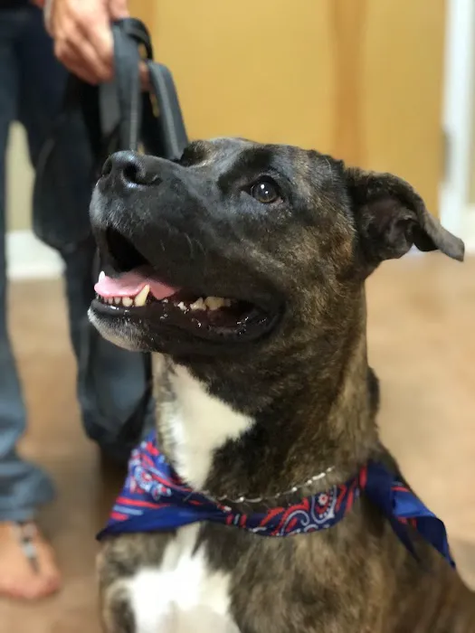 Northside Veterinary Hospital Picture 8