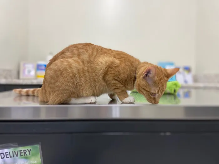 Locust Fork Animal Clinic Picture 6