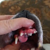 Hayden Veterinary Clinic ico