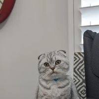 Argo Animal Clinic ico