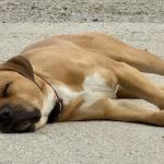 Smith Lake Veterinary Hospital