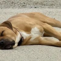 Smith Lake Veterinary Hospital ico