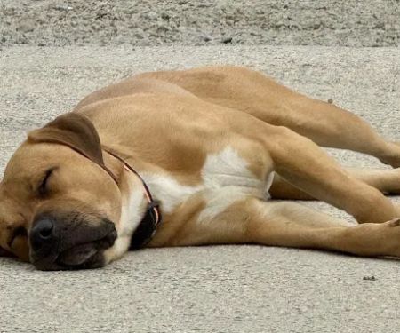 Smith Lake Veterinary Hospital
