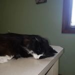 Hampton Veterinary Center