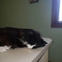 Hampton Veterinary Center ico