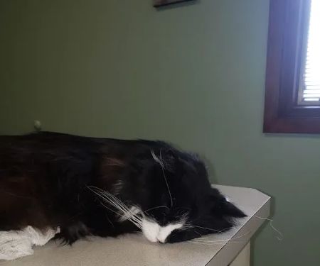 Hampton Veterinary Center