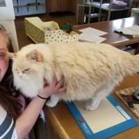 Family Veterinary Practice ico