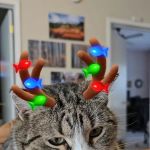 Ackley Veterinary Center