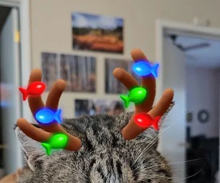 Ackley Veterinary Center
