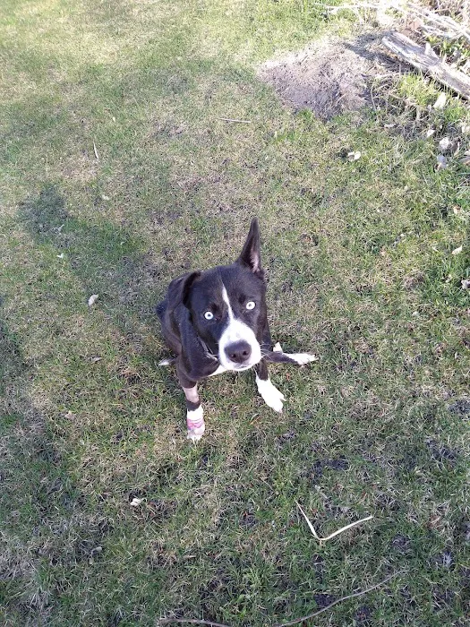 Brookside Veterinary Hospital Picture 8