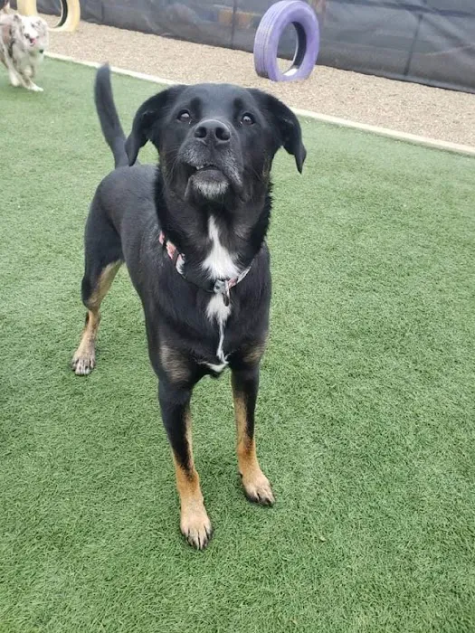 Companion Animal Clinic & Pet Resort Picture 1