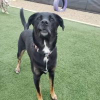 Companion Animal Clinic & Pet Resort ico
