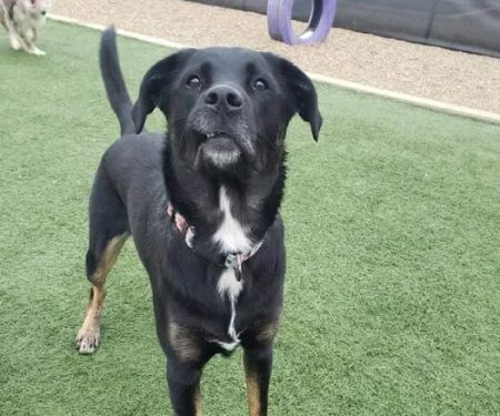 Companion Animal Clinic & Pet Resort