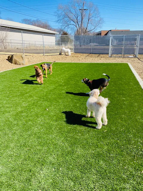 Companion Animal Clinic & Pet Resort Picture 3