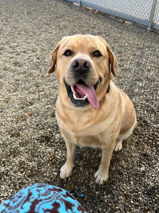 Companion Animal Clinic & Pet Resort Picture 2