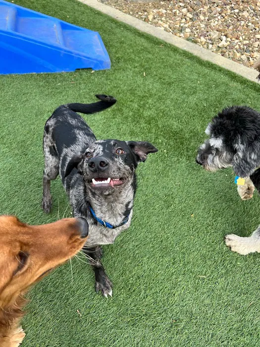 Companion Animal Clinic & Pet Resort Picture 6
