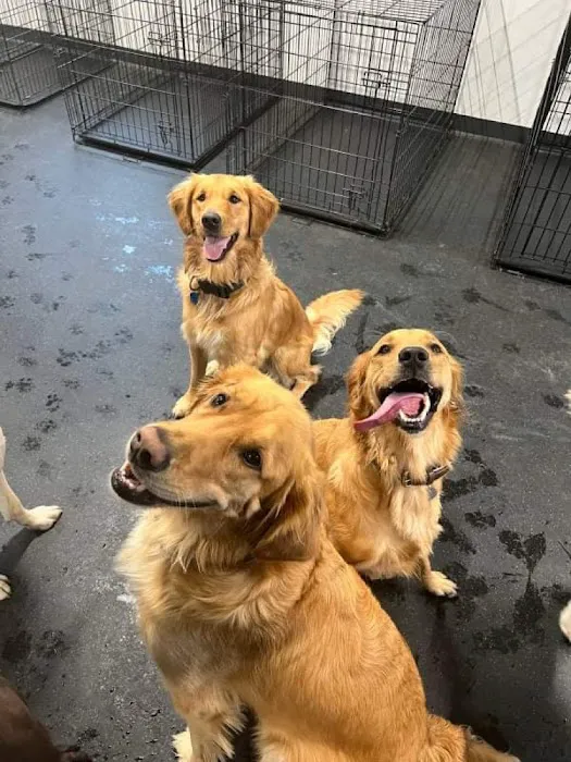 Companion Animal Clinic & Pet Resort Picture 5