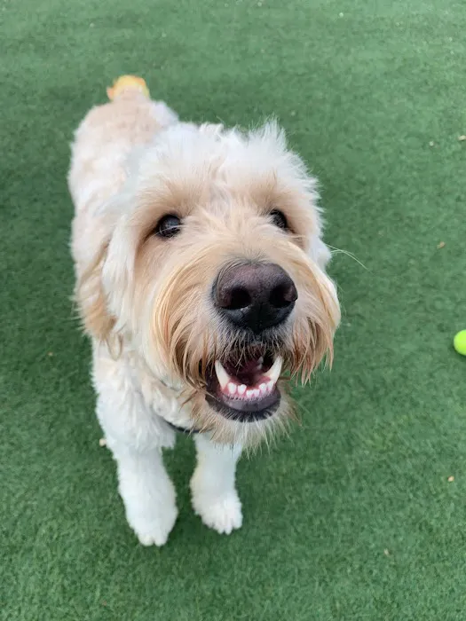 Companion Animal Clinic & Pet Resort Picture 10