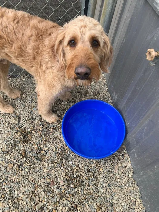 Companion Animal Clinic & Pet Resort Picture 9