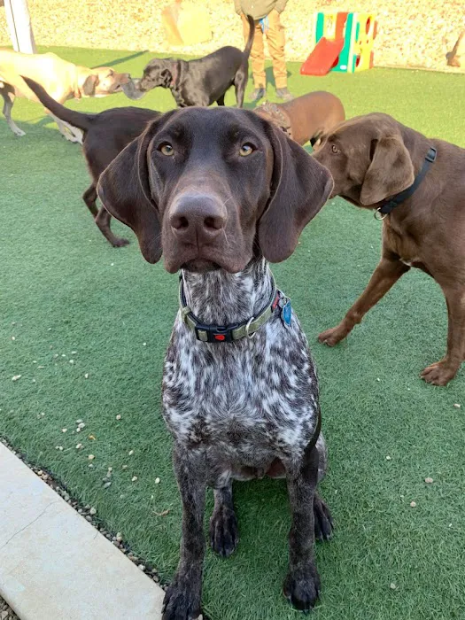 Companion Animal Clinic & Pet Resort Picture 8