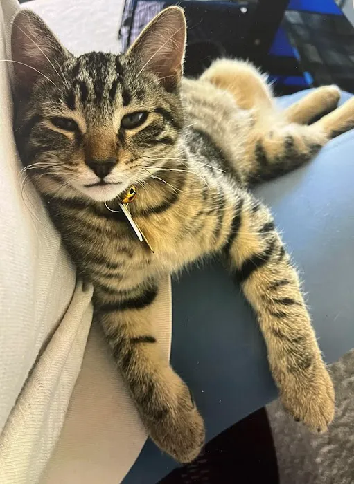 Purr-Sonal Care Cat Clinic Picture 6
