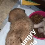 West Union Veterinary Clinic