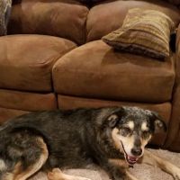 North Fayette Animal Clinic ico