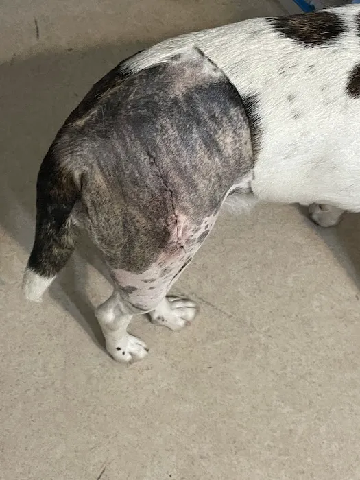 North Fayette Animal Clinic Picture 2