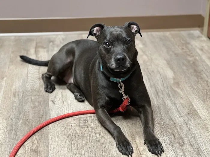 Wags & Whiskers Veterinary Clinic, PC Picture 2