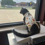 Wags & Whiskers Veterinary Clinic, PC