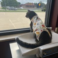 Wags & Whiskers Veterinary Clinic, PC ico