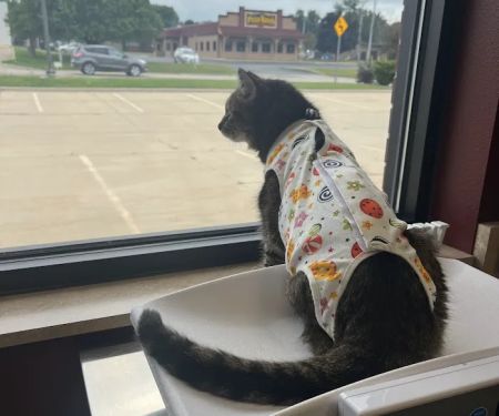 Wags & Whiskers Veterinary Clinic, PC