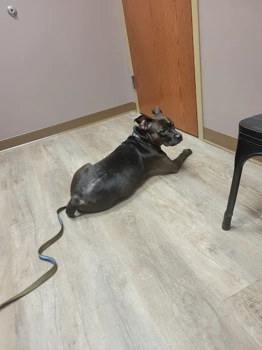 Wags & Whiskers Veterinary Clinic, PC Picture 4