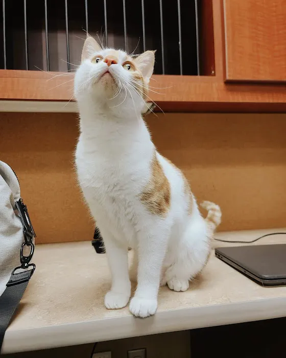 Wags & Whiskers Veterinary Clinic, PC Picture 9