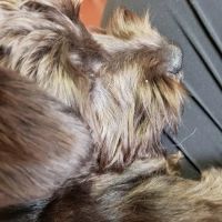 Oelwein Veterinary Clinic ico