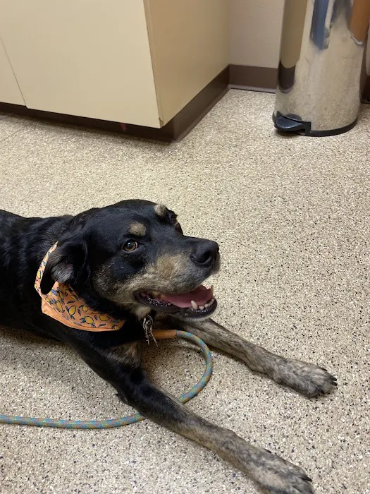 Pawsitive Pet Care Picture 1