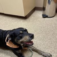 Pawsitive Pet Care ico