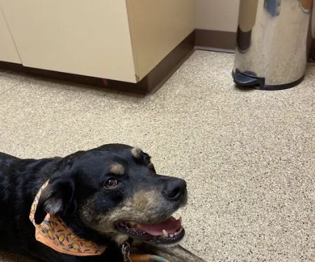 Pawsitive Pet Care