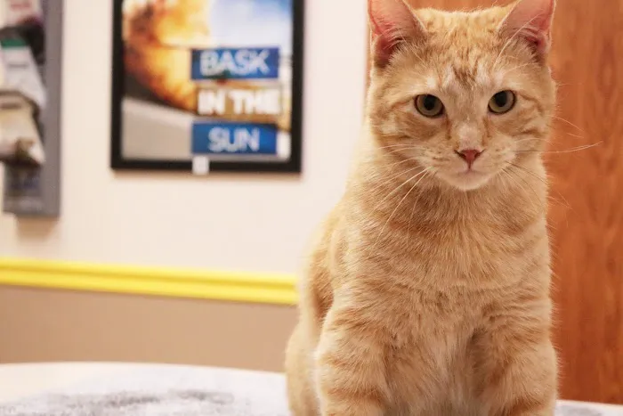 Pawsitive Pet Care Picture 8