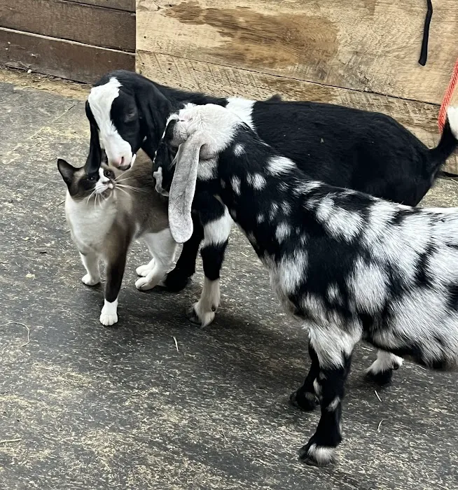 Wisconsin Dairy Veterinary Service Picture 2