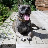 Wolf River Veterinary Clinic ico