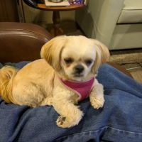 Clintonville Hometown Veterinary Service ico