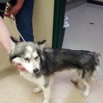 We Care Animal Hospital