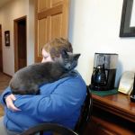 Great Lakes Equine Wellness Center