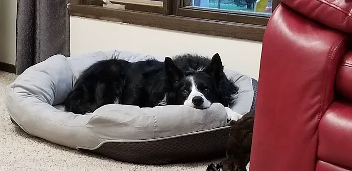 Hickory Lane Animal Hospital Picture 3