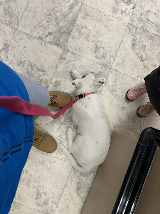 Hickory Lane Animal Hospital Picture 2