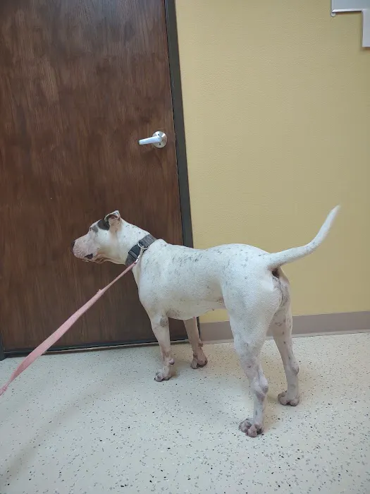 Sunrise Veterinary Services Picture 2