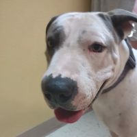 Sunrise Veterinary Services ico