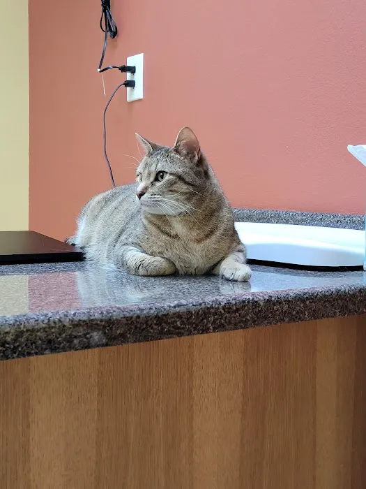 Sunrise Veterinary Services Picture 3