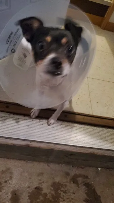 Sunrise Veterinary Services Picture 7